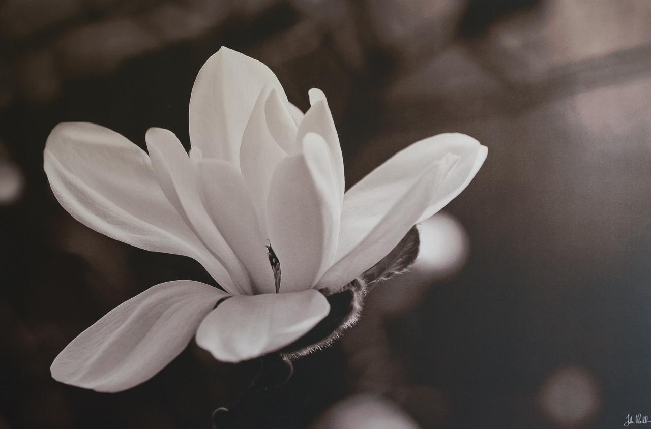 Willa Au Jardin Fleuri Vauxaillon Zewnętrze zdjęcie